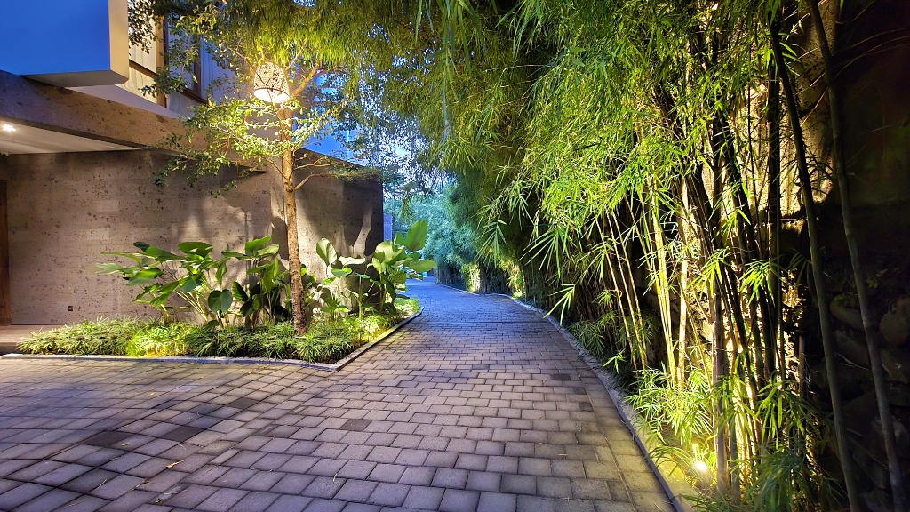 Lush bamboo pathway at dusk